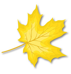 Maple Fall Leaf