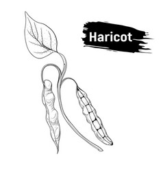 Sketch Beans Haricot Pod