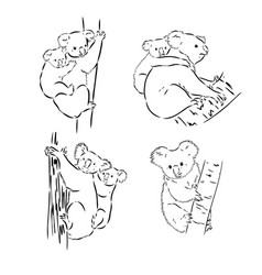 Koala Bear Animal On Tree Sketch Engraving