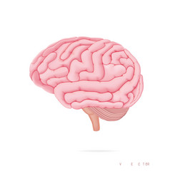 Structure Of The Brain Side View