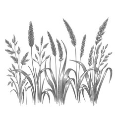 Wheat Art On White Background Illust