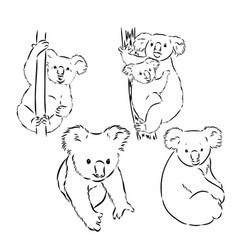 Koala Bear Animal On Tree Sketch Engraving