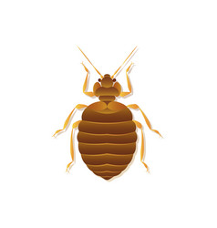 Bed Bug Art Isolated On White Background