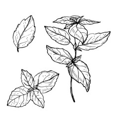 Basil Plant Drawing Isolated