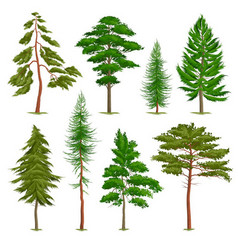 Set Of Realistic Pine Trees Various Type