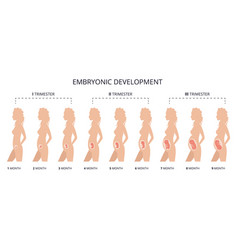 Human Fetus Development Pregnancy