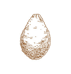 Alligator Pear Exotic Avocado Isolated Sketch