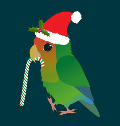 A Cute Christmas Peach Faced Lovebird