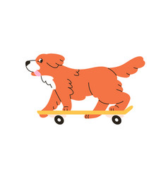 Funny Dog Riding Skateboard Cute Little Puppy