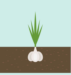 Vegetable with root in soil texture flat design Vector Image