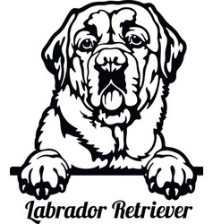 Labrador Retriever - Color Peeking Dogs Breed