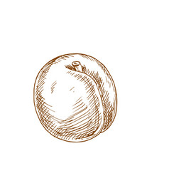 Peach Fruit Isolated Sketch