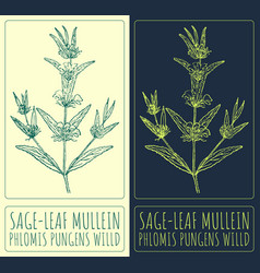 Drawing Sage-leaf Mullein Hand Drawn