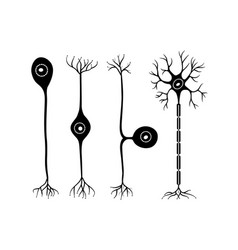 Typical human neuron Royalty Free Vector Image