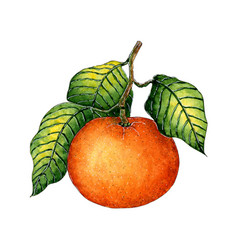 Watercolor Painting Ripe Orange Tangerine