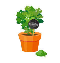 Parsley Plant In Pot Table