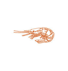 Shrimp Shellfish Crustaceans Isolated Prawn Sketch