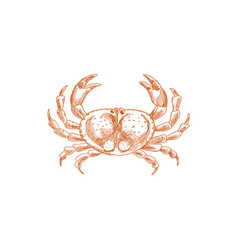 Crab Isolated Animal With Pincers Sketch