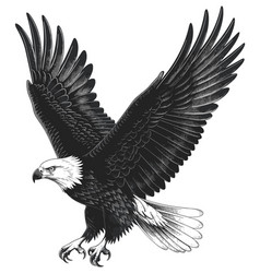 Hunting Bald Eagle Engraving Flying Eagles Bird