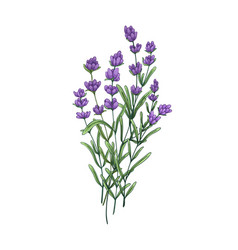 Lavender Flower Bunch Field Lavanda Bouquet