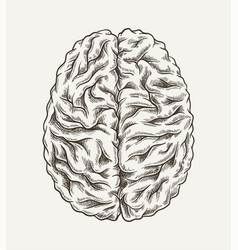 Brain Minimalistic Sketch Concept