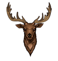 Wild Deer Head Portrait