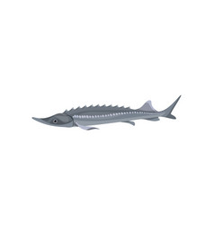 Gray Atlantic Sturgeon Predatory Fish Marine