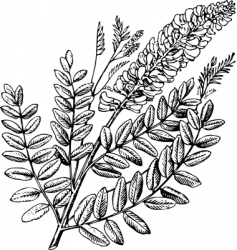 Plant Sophora