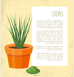 Chives Poster And Plant In Pot