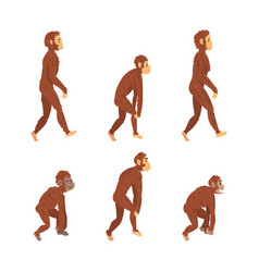 Monkey Or Primate As Human Evolution Stage And