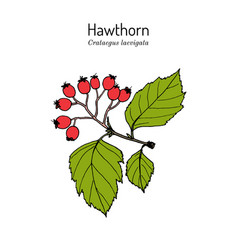 English Hawthorn Crataegus Laevigata