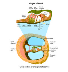 Anatomy Of Inner Ear Cross-section Of One Spiral