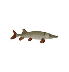 Flat Icon Of Large Barracuda Fish