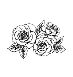 Rose Sketch On White Background