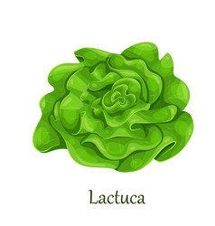 Trocadero Lettuce Salad Lactuca Sativa