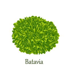 Batavia Lettuce Green Leafy Salad