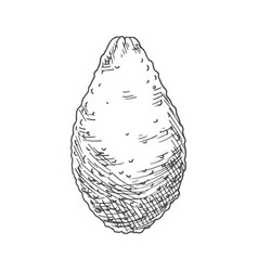 Alligator Pear Exotic Avocado Isolated Sketch