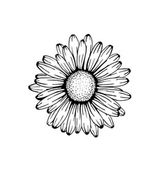 Beautiful Monochrome Black And White Daisy Flower Vector Image