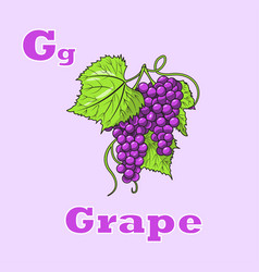 Grapes Flashcard Alphabet