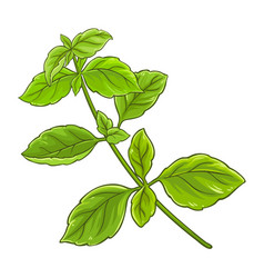 Green Basil Branch Colored