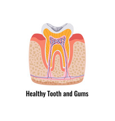 Dental Anatomy Poster