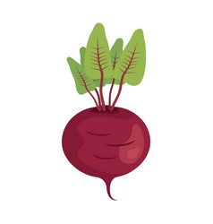 Beetroot Root With Green Leaves Icon