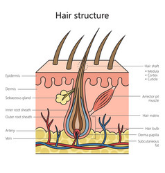 Hair Structure Diagram Medical Science