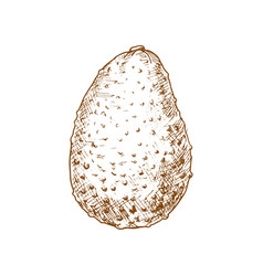 Alligator Pear Exotic Avocado Isolated Sketch