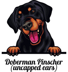 Doberman Pinscher - Color Peeking Dogs - Breed