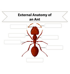 External Anatomy Of An Ant Worksheet