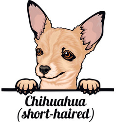 Chihuahua - Color Peeking Dogs - Breed Face Head