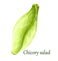 Belgian Endive Chicory Greens