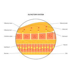 Olfactory System Anatomy