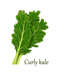 Curly Kale Dark Green Leafy Vegetable